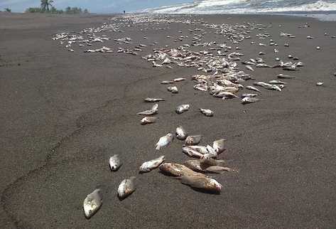 Miles de peces muertos fueron localizados en la bocabarra de Nueva Concepción.